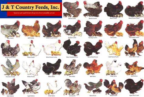bantam chicken breeds chart
